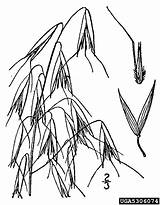 Usda Nrcs Database Plants sketch template