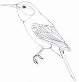 Coloring Bee Eater Designlooter 83kb sketch template