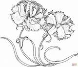 Carnations Carnation Drawing Coloring Two Pages Flower Printable Simple Pink Flowers Supercoloring January Drawings Dianthus Caryophyllus Getdrawings Tattoo Silhouettes Lineart sketch template