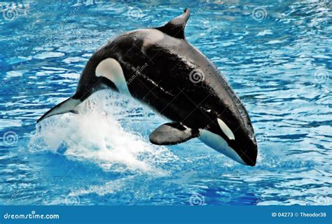 walvis stock afbeelding afbeelding bestaande uit sterkte