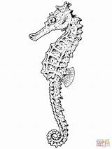 Seahorse Coloring Pages Realistic Adult Color Printable Seashore Drawing Popular Supercoloring Fish sketch template