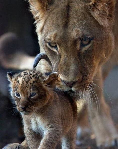 mother  cub