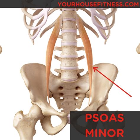Muscle Breakdown Psoas Minor Your House Fitness