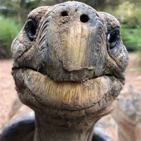handsome  turtle face  brighten  tuesday rreptiles