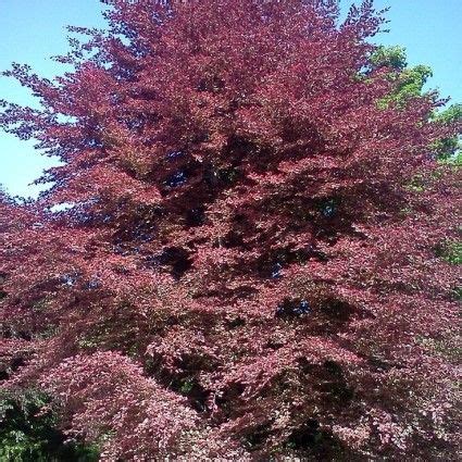 tricolor european beech tree naturehillscom