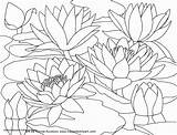 Coloring Pages Water Monet Printable Cherry Watercolor Blossom Lilies Waterlilies Japanese Color Flower Drawing Scenery Book Lily Cardinal Red Family sketch template