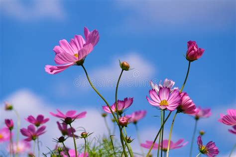 cosmos  blue sky stock image image  field pink