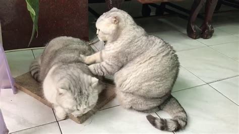 cute cats giving massage youtube