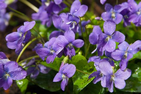 foraging wild violets  food  medicine greenmoxie