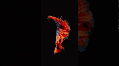 Iphone 6s Live Wallpaper 8 Youtube