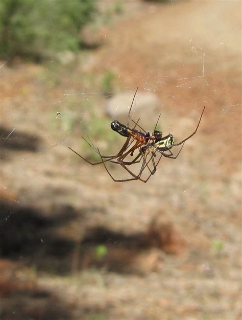 bug eric spider sunday spider sex ed