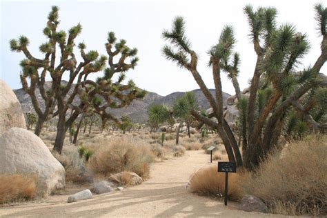 national park home to thousands of joshua trees boulder