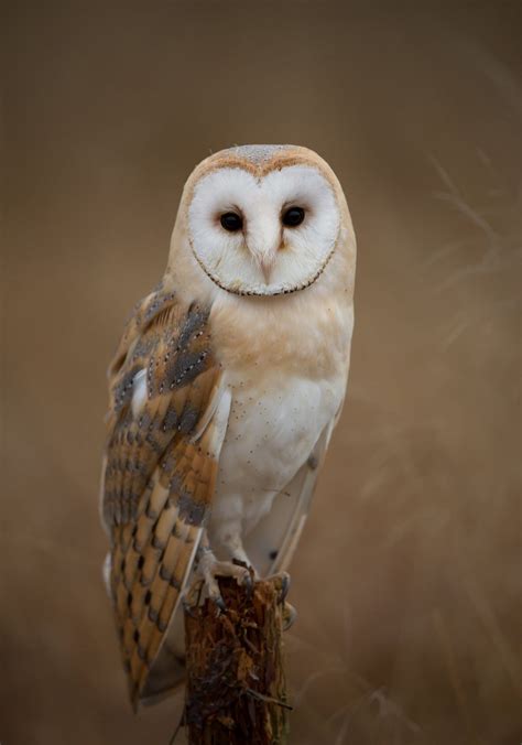 top  cutest owls   world bird advisors