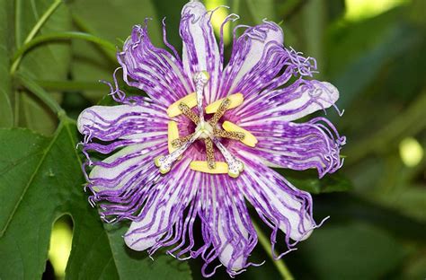 Growing Passion Flowers Quiet Corner