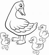 Duck Coloring Pages Baby Ducklings Duckling Hunting Drawing Mallard Ugly Way Make Ducks Easter Printable Getcolorings Cute Vector Little Kind sketch template