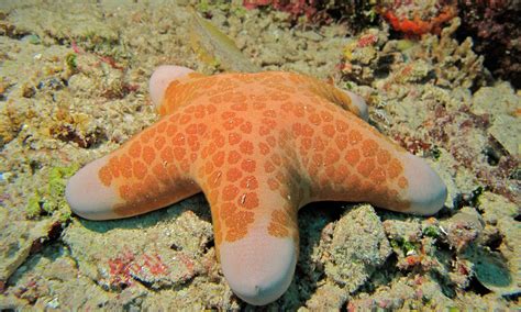 real monstrosities granulated starfish