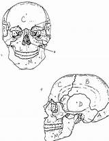 Coloring Bones Skull Pages Getdrawings Getcolorings sketch template