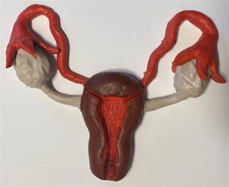 The Anatomy And Physiology Of The Female Reproductive