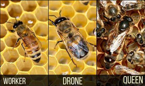 worker drone queen honey bee drone bee bee pictures bee