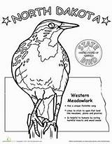 State Bird Dakota North Coloring Education Worksheet School Color Worksheets Visit Science Pages sketch template
