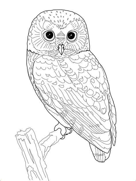 printable coloring pages  owls