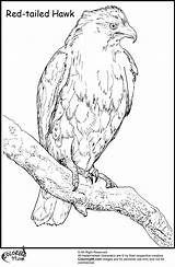 Hawk Coloring Pages Harris Red Tailed Bird Ministerofbeans Title Read sketch template
