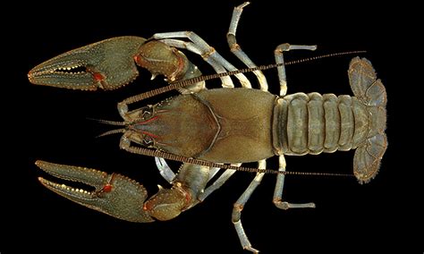 crayfish introduction