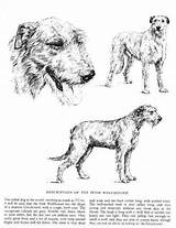 Wolfhound Deerhound Hound Wolfhounds sketch template