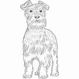 Schnauzer Miniature Drawing Line Dog Breeds Giant Standard Paintingvalley sketch template