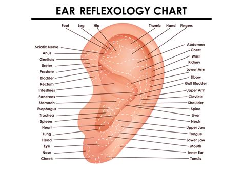 Ear Reflexology Chart 122860 Vector Art At Vecteezy