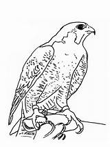 Falcon Coloring Pages Falcons Color Printable Print Birds Kids 1000 Getcolorings Recommended sketch template