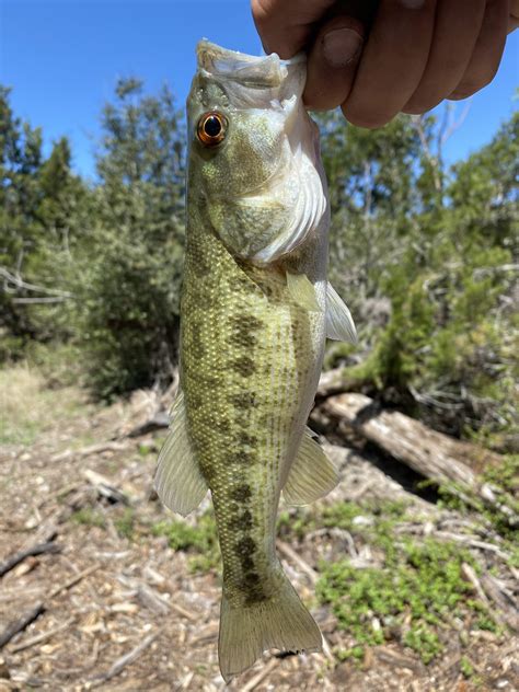 I Believe This To Be A Guadalupe Bass Caught At Barton Springs In