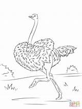 Ostrich Coloring Running Pages Printable Drawing Categories sketch template