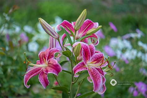 stargazer lily flower photography   lens nature photography