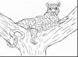 Leopard Snow Coloring Pages Baby Colouring Printable Color Kids Getcolorings sketch template