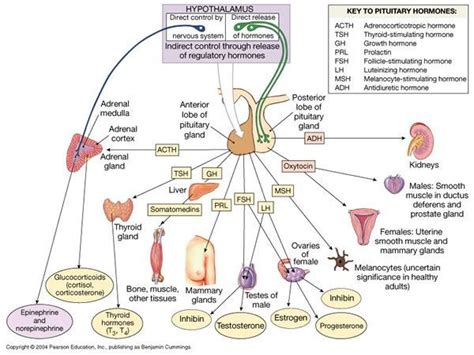 45 Best Images About Endocrinology On Pinterest Endocrine System