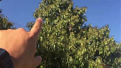 An Up Close Look At Gigantic Avocado Trees Youtube