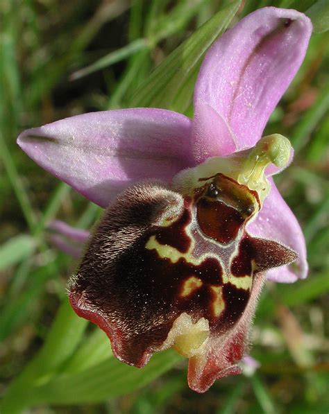 flower gallery ophrys aaaa