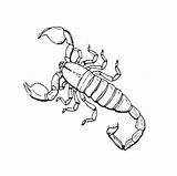 Scorpion Scorpions Alacranes Insects Escorpiones Insecte Imprimer Scorpio Birijus Desert Coloringbay Coloringhome Coloriageetdessins sketch template