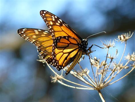 filemonarch butterfly resting  fennel   pismo butterfly grove