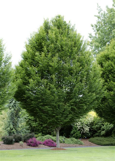 carpinus european hornbeam tree  pot   plants