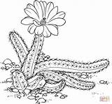 Coloring Cactus Pages Echinocereus Finger Lady sketch template