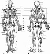Anatomy Human Coloring Anatomie Physiology Muscular Biologie Bones Ausmalbild Anatomi Letzte Boyama Insan Fizyoloji Kitapları Eğitim Vücudu Skeleton Erste Q1 sketch template