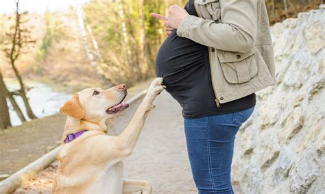 Pregnant Mom Says She Spent Tons On Vet Bills After Husband Lies