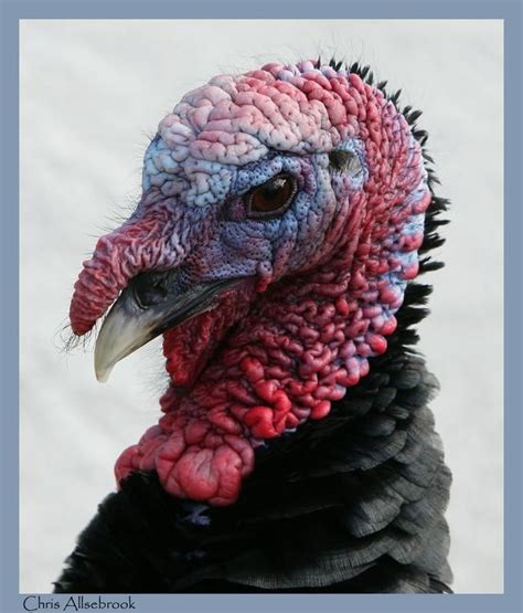 photo  chris allsebrook turkey breeds turkey drawing wild turkey