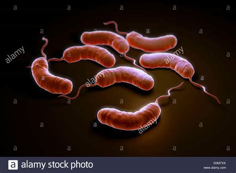 group  vibrio cholerae bacteria   cholera