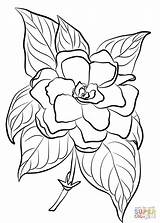 Gardenia Gardenias Dibujosonline sketch template