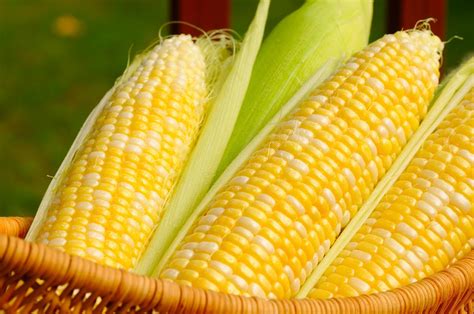 bijirin sumber makanan dunia jagung corn myrokan