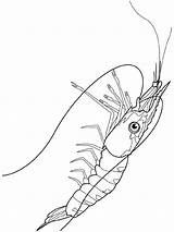 Krill Coloring Shrimp Pages Color Colouring Sheet Animals Kids Print Animal sketch template