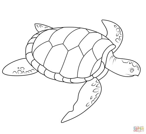 baby sea turtle coloring page